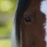 HORSE INSPIRED LIFECOACHING